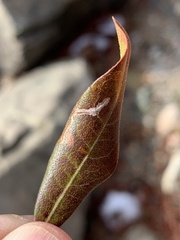 Stigmella betulicola