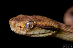 Bothrops jararaca