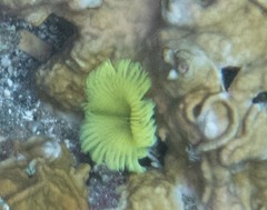 Notaulax occidentalis