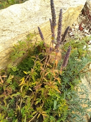 Nepeta multifida
