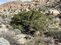 Nolina bigelovii