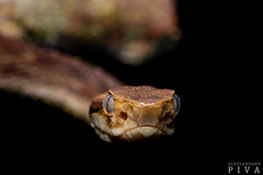 Bothrops jararaca