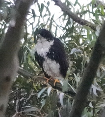 Accipiter melanoleucus