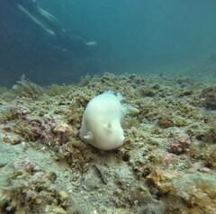 Diaulula punctuolata