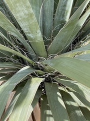 Nolina bigelovii
