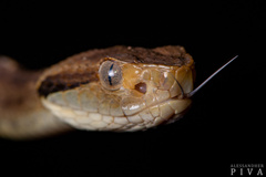 Bothrops jararaca