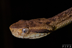 Bothrops jararaca
