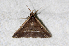 Adrapsa ablualis