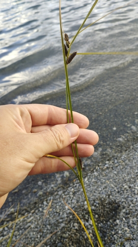 Image of Carex dipsacea by (c) Joe Potter Butler, some rights reserved (CC BY)