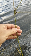 Carex dipsacea