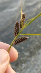 Carex dipsacea