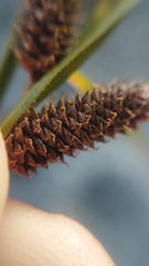 Carex dipsacea