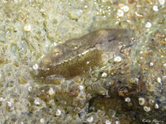 Phrikoceros mopsus