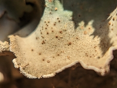 Dermatocarpon muhlenbergii