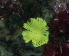 Notaulax occidentalis