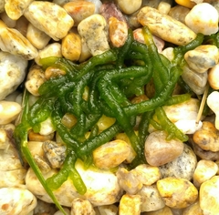 Draparnaldioides baicalensis