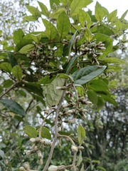 Decaneuropsis gratiosa