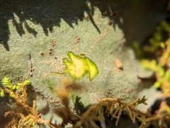 Dermatocarpon muhlenbergii