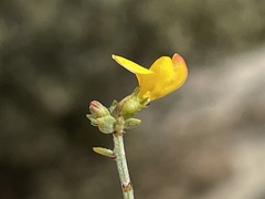 Acmispon haydonii