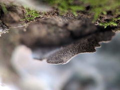 Dermatocarpon muhlenbergii