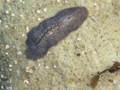 Phrikoceros mopsus