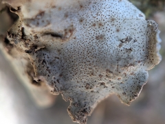 Dermatocarpon muhlenbergii