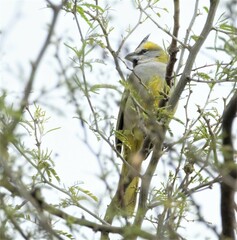 Gubernatrix cristata