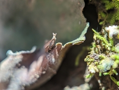 Dermatocarpon muhlenbergii