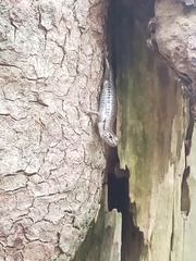 Concinnia tenuis