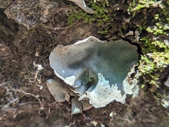 Dermatocarpon muhlenbergii