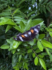 Hypolimnas bolina nerina