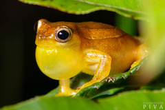 Dendropsophus elegans
