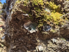 Dermatocarpon muhlenbergii