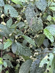 Elatostema cyrtandrifolium