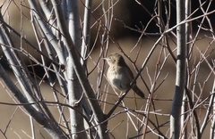Troglodytes aedon