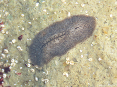 Phrikoceros mopsus