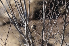 Troglodytes aedon