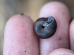 Triodopsis hopetonensis