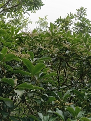 Pieris japonica taiwanensis