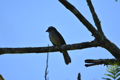 Saltator similis