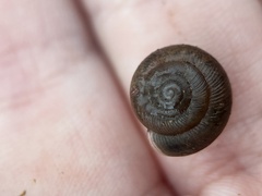 Triodopsis hopetonensis