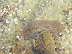 Phrikoceros mopsus