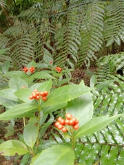 Sarcandra glabra