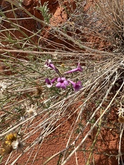 Penstemon ambiguus