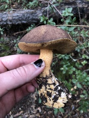 Suillus fuscotomentosus