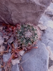 Mammillaria heyderi