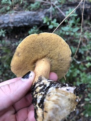 Suillus fuscotomentosus