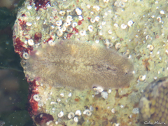 Phrikoceros mopsus