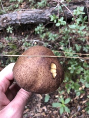 Suillus fuscotomentosus