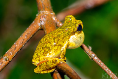 Dendropsophus microps